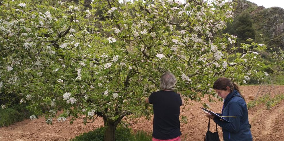 El CITA contribuye a la recuperación de las variedades frutales aragonesas