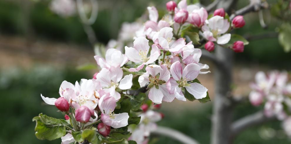 Lambán visita un proyecto innovador de fruticultura a más de mil metros de altura en la localidad turolense de Villarquemado