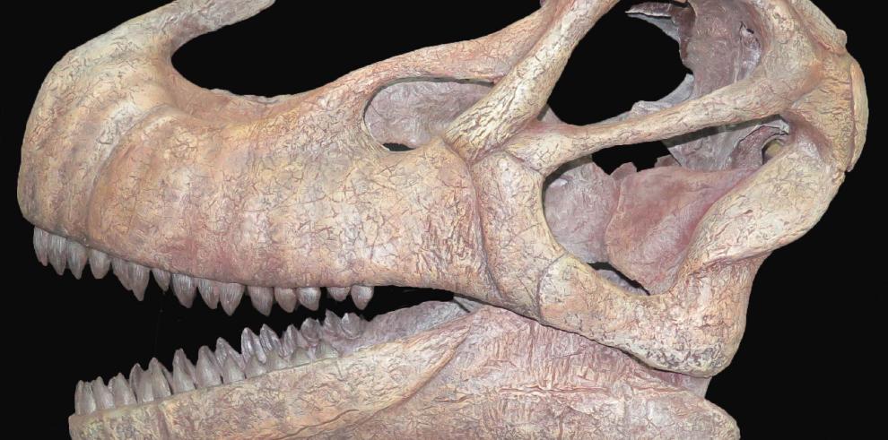 Nuevo proyecto de investigación sobre dinosaurios concedido al equipo de la Fundación Dinópolis