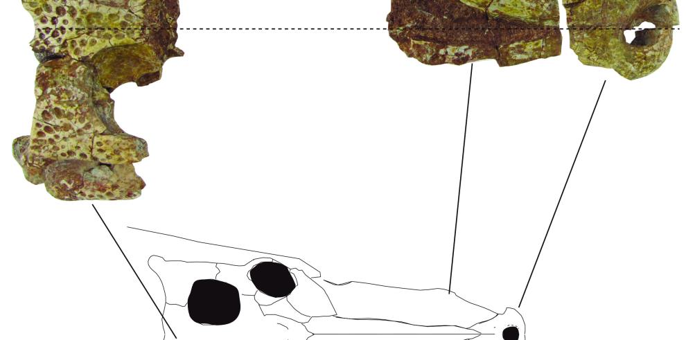 Describen un nuevo cocodrilo acuático que vivió hace 125 millones de años en Galve (Teruel)