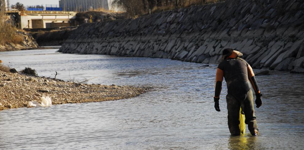 El Gobierno de Aragón continúa con el rescate, traslado y seguimiento de la almeja Margaritifera auricularia del Canal Imperial de Aragón al río Ebro