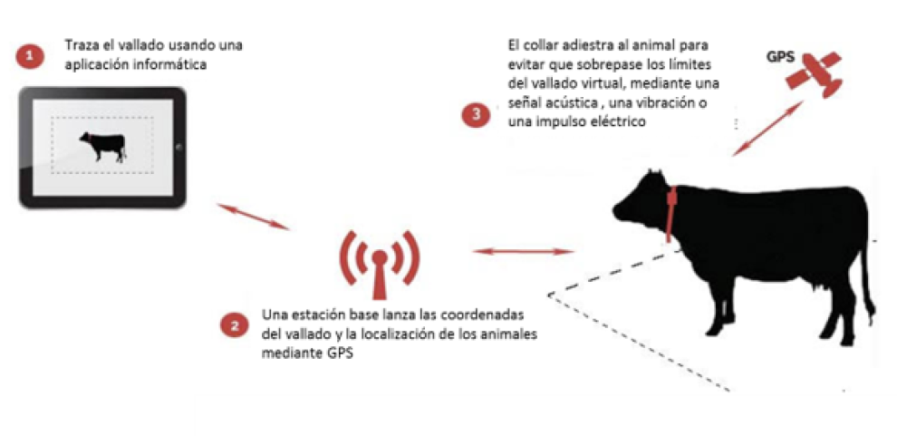 El proyecto E-Barana, para la gestión inteligente de la ganadería extensiva, empieza su testeo con la colocación de collares en una explotación ovina 