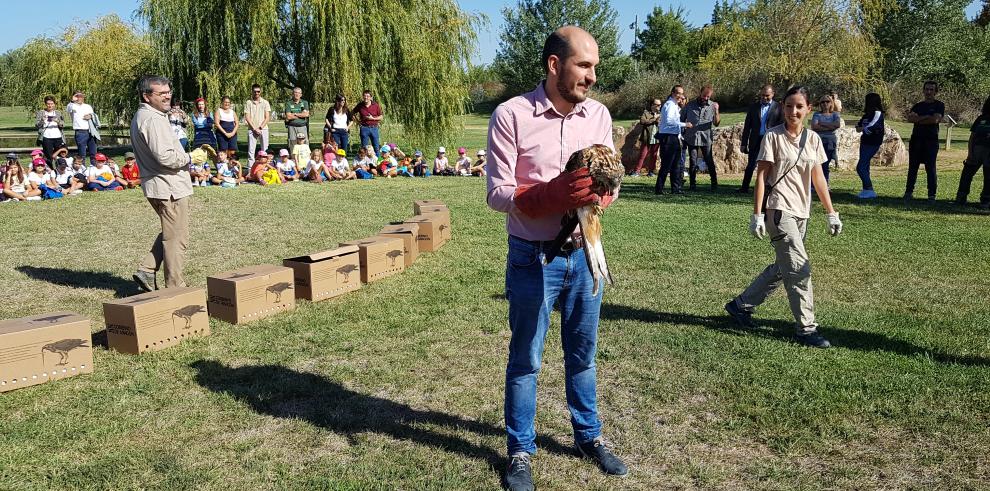 El Gobierno de Aragón refuerza las poblaciones de milano real con la liberación de 12 nuevos ejemplares en la Reserva Natural Dirigida de los Sotos y Galachos del Ebro 