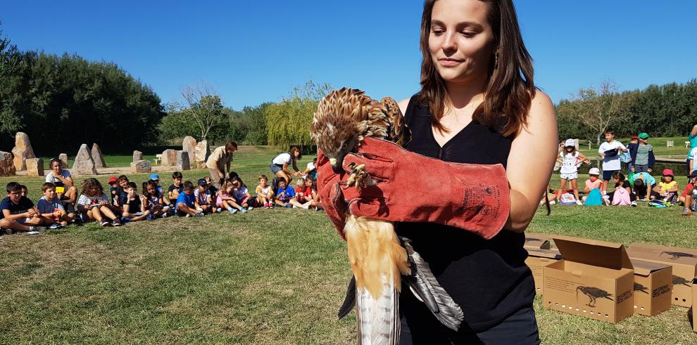 El Gobierno de Aragón refuerza las poblaciones de milano real con la liberación de 12 nuevos ejemplares en la Reserva Natural Dirigida de los Sotos y Galachos del Ebro 