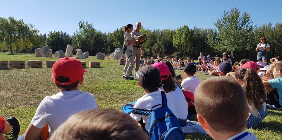 El Gobierno de Aragón refuerza las poblaciones de milano real con la liberación de 12 nuevos ejemplares en la Reserva Natural Dirigida de los Sotos y Galachos del Ebro 