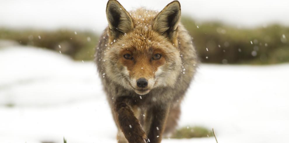 El Gobierno de Aragón y la Fundación IberCaja han entregado los premios del VI Concurso de Fotografía de la Red Natural de Aragón 