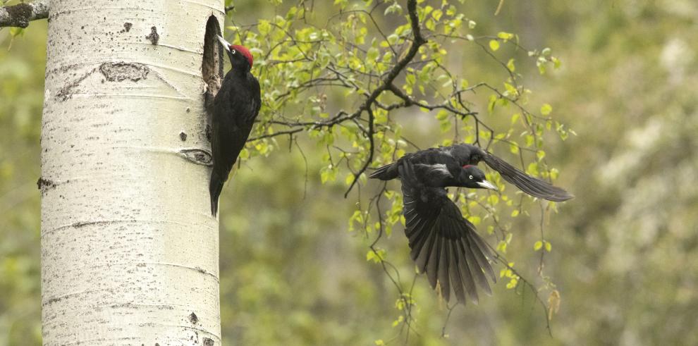 El Gobierno de Aragón y la Fundación IberCaja han entregado los premios del VI Concurso de Fotografía de la Red Natural de Aragón 