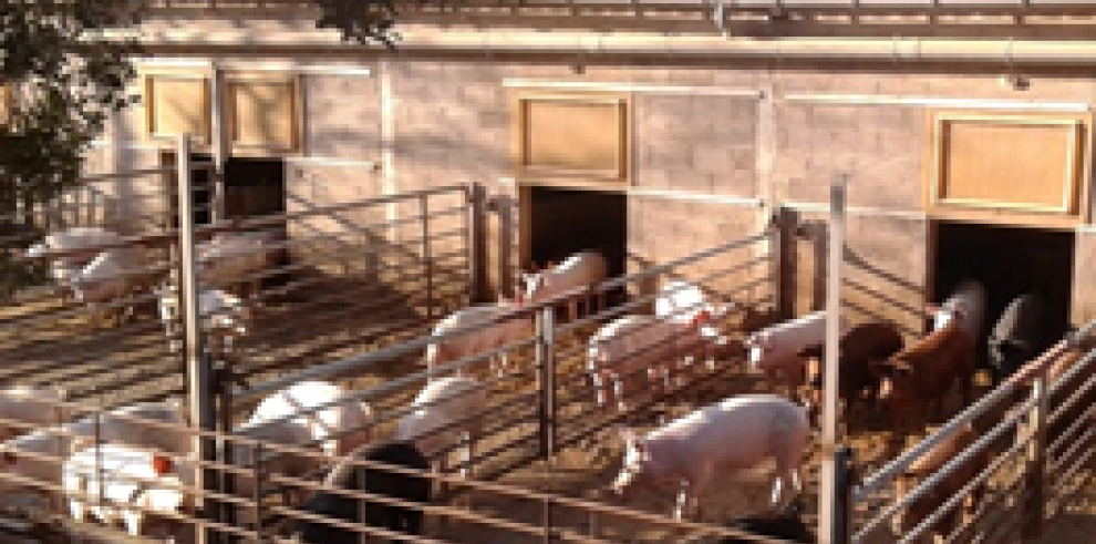 La certificación de calidad de la carne de cerdo importa a los consumidores amantes de la cocina en su intención de compra