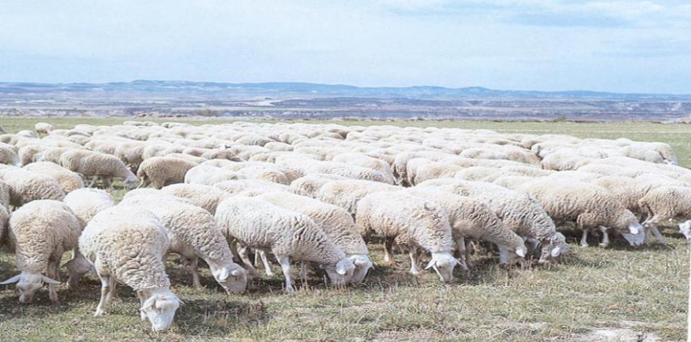 Identificada una nueva variante génica que incrementa el número de corderos por parto en la raza ovina Rasa Aragonesa