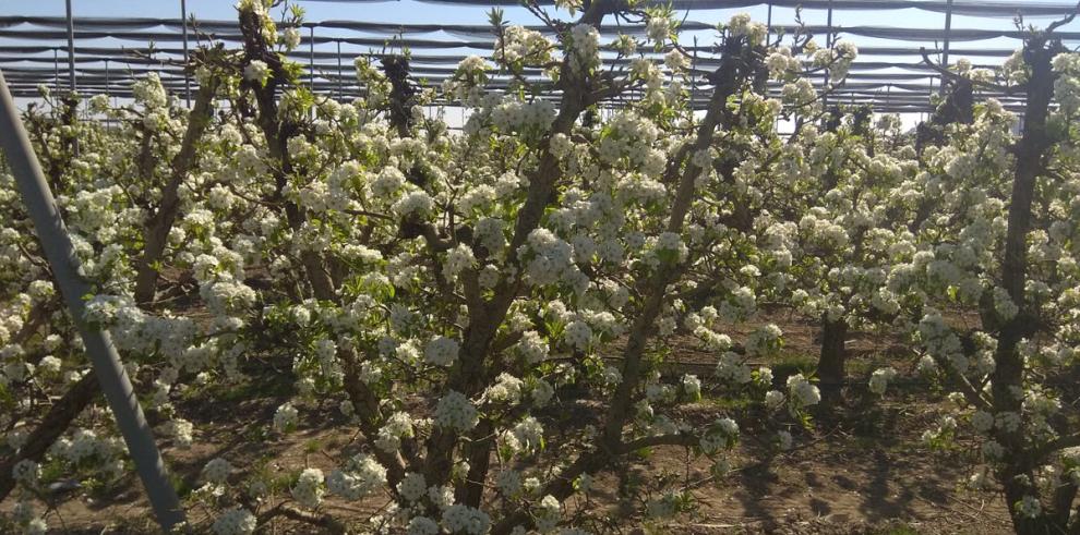 Los retos de la vigilancia fitosanitaria en la agroalimentación a debate