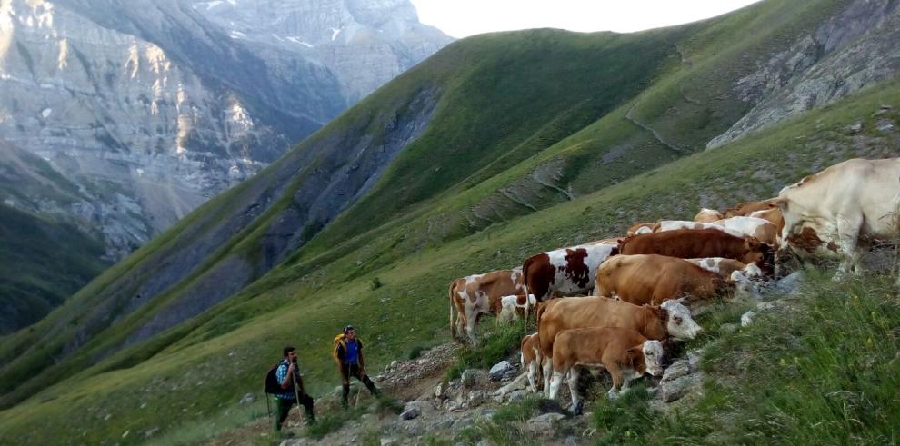 Una mesa sobre “Ganadería extensiva y el paisaje de montaña” cierra el Foro del Centenario de Ordesa y Monte Perdido