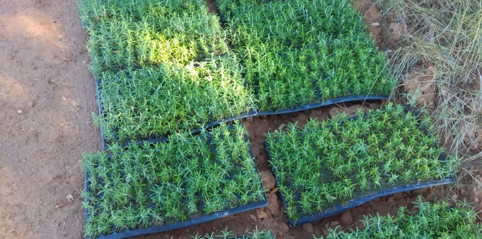 El CITA intercambiará sus experiencias en el cultivo de plantas aromáticas y medicinales
