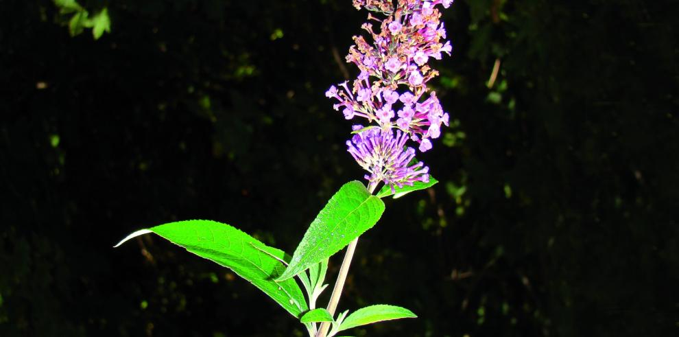 El Gobierno de Aragón concluye una nueva campaña de control de flora exótica invasora