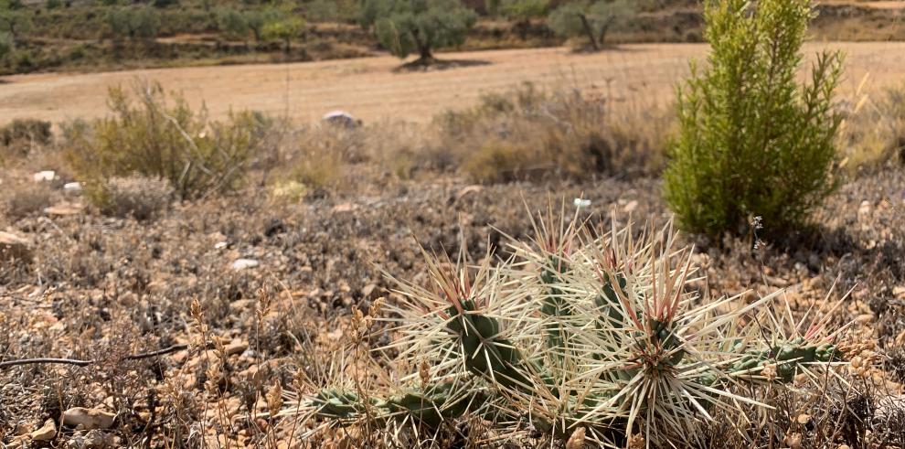 El Gobierno de Aragón concluye una nueva campaña de control de flora exótica invasora