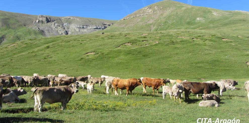 OPTIBOVIS, un proyecto para la mejora de la productividad de los rebaños de vacuno de carne de La Jacetania