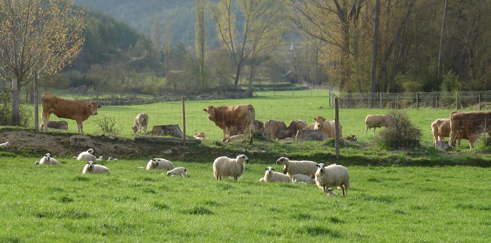 Un otoño completo de actividades en La Garcipollera 