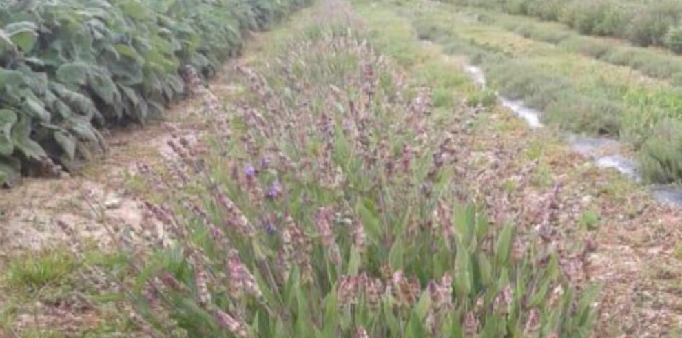 El CITA organiza el I Encuentro Aragonés del sector de las Plantas Aromáticas y Medicinales 