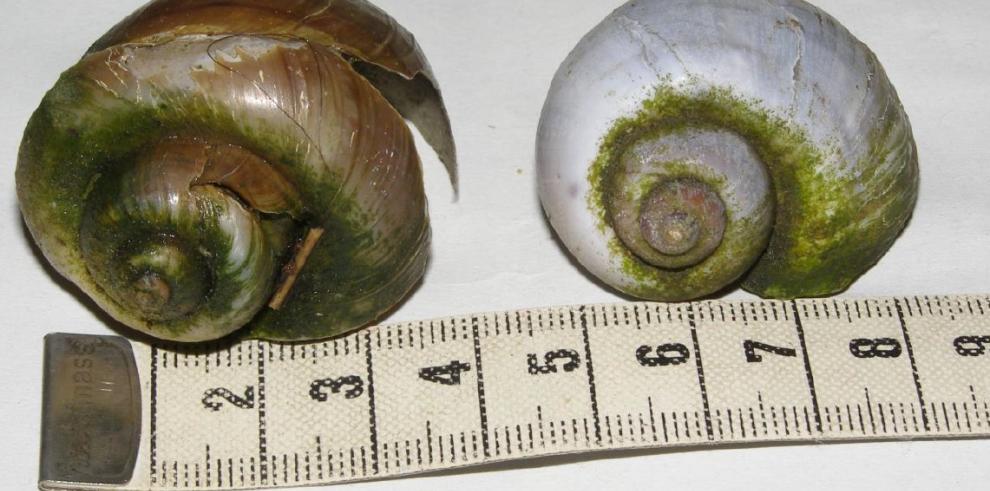 Detectados dos ejemplares muertos de caracol manzana en el río Matarraña