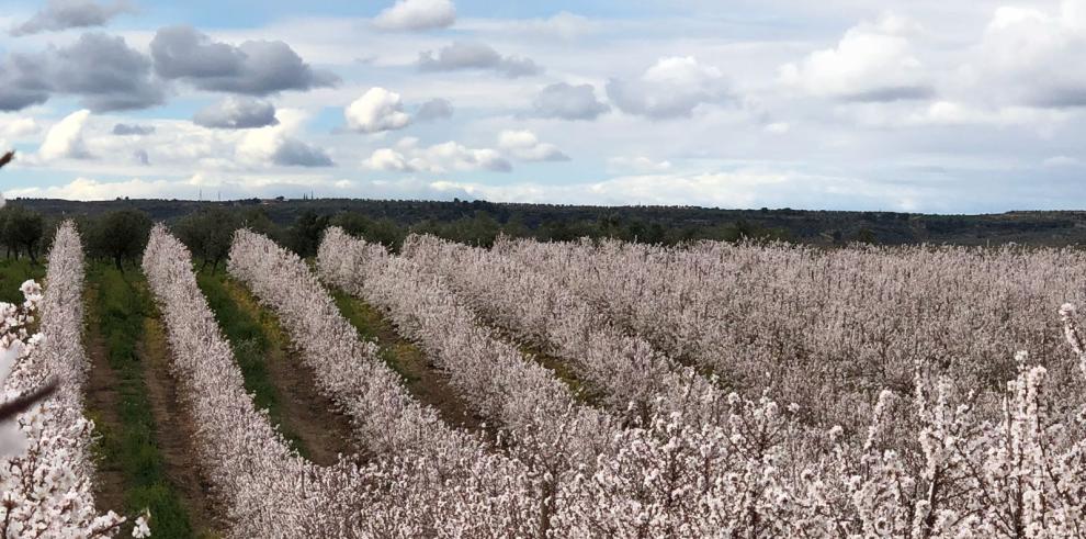 El CITA organiza la II Jornada del Almendro en Caspe