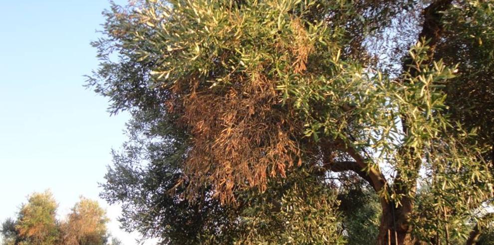 Desarrollo Rural elabora un Plan de Contingencia de Xylella fastidiosa para Aragón