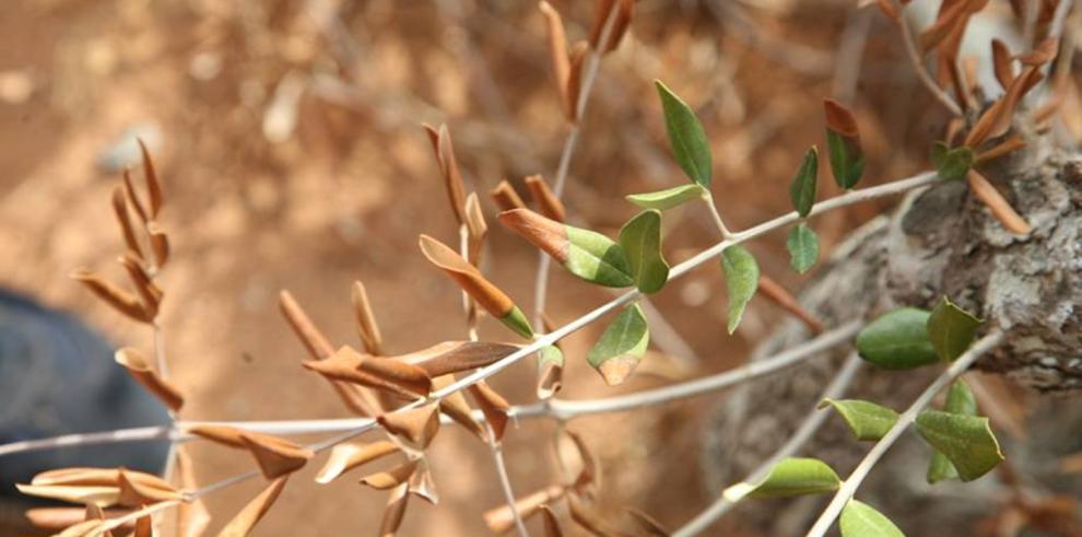 Desarrollo Rural elabora un Plan de Contingencia de Xylella fastidiosa para Aragón