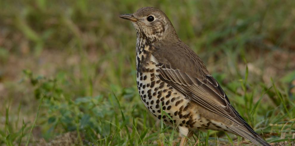 Agentes para la Protección de la Naturaleza denuncian métodos prohibidos para la caza de zorzales