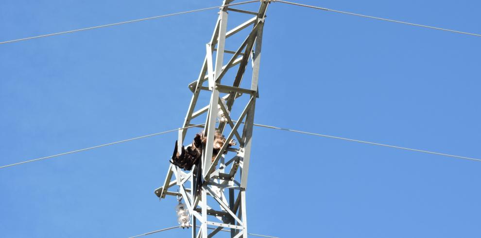 Agentes para la Protección de la Naturaleza de Teruel localizan dos águilas reales electrocutadas 