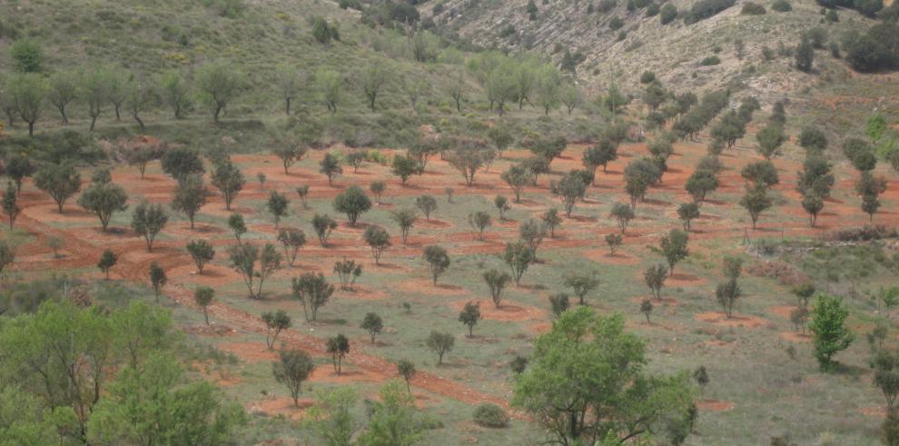 El CITA colabora con la Universidad de Verano de Teruel en el “III Curso de Truficultura Práctica”