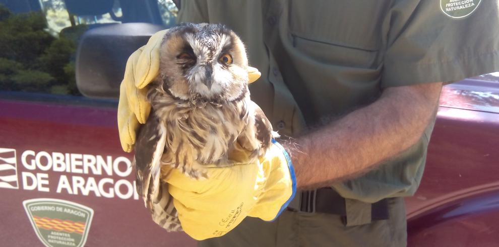 Más de 1.500 animales han pasado por La Alfranca en lo que llevamos de año