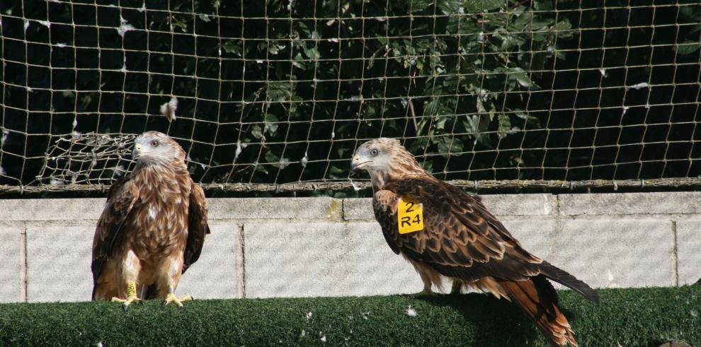 Liberados en la naturaleza ocho nuevos ejemplares de milano real procedentes del programa de Cría en cautividad 