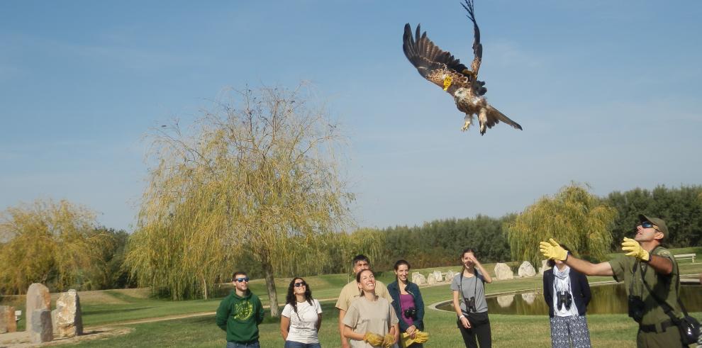 Liberados en la naturaleza ocho nuevos ejemplares de milano real procedentes del programa de Cría en cautividad 