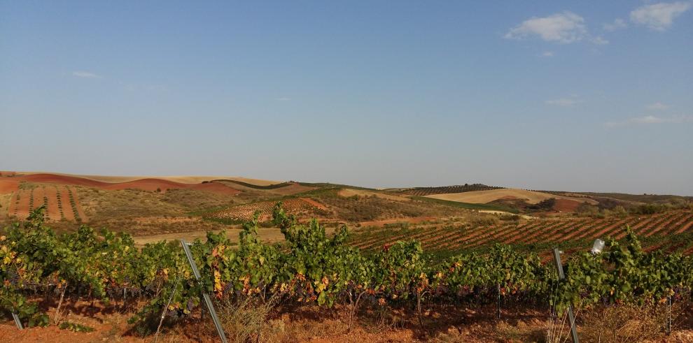 La garnacha tinta fue la variedad de uva más plantada en Aragón en 2016