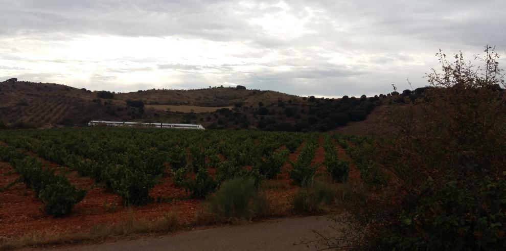 La garnacha tinta fue la variedad de uva más plantada en Aragón en 2016