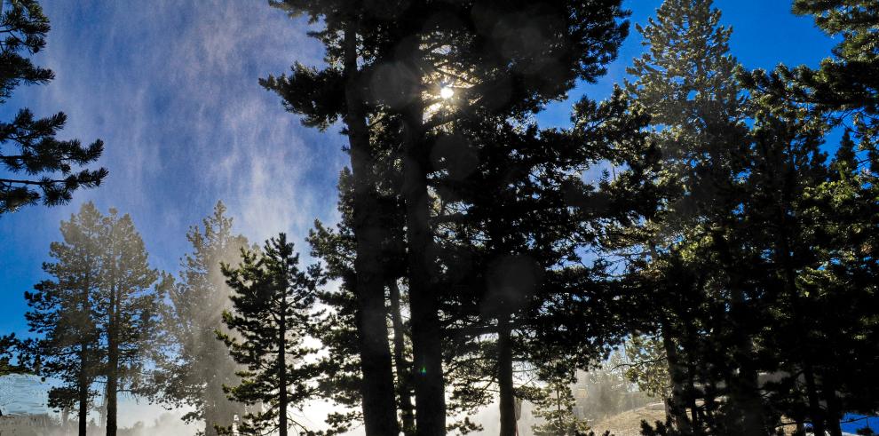 El bosque de pino negro más meridional de Europa es estudiado y protegido por el Gobierno de Aragón