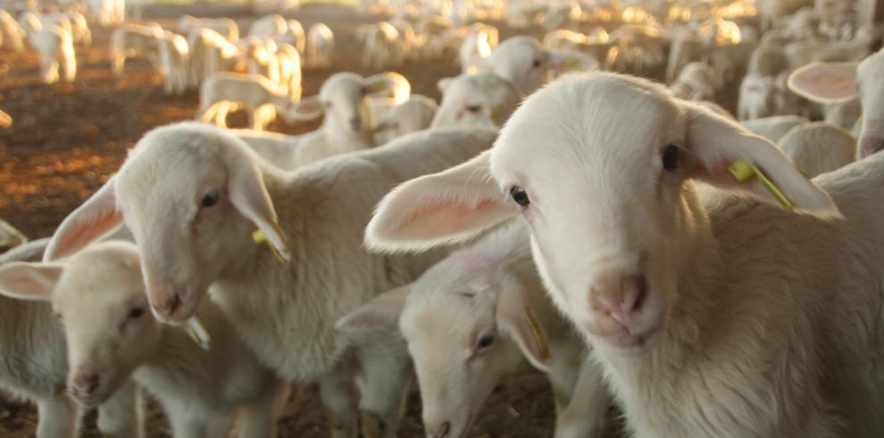 Producción animal y genética molecular al servicio de una producción de corderos limpia, verde y ética