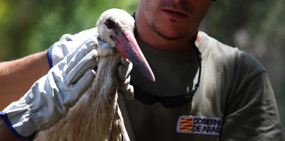 La intervención de los APNs salva la vida de varias aves en el Somontano