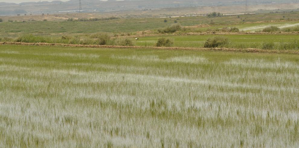 El CITA colabora en la puesta en valor del arroz aragonés y la mejora de su comercialización 