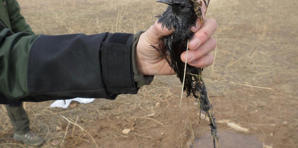 Intervención sobre el furtivismo en la captura de aves con métodos no permitidos