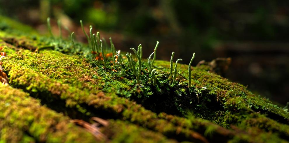 El Consejo de Protección de la Naturaleza convoca un concurso de cuentos ilustrados