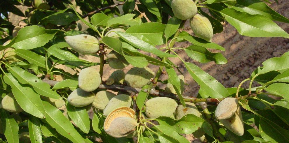 El CITA colabora en el curso “El Almendro en un Punto de Inflexión” de Ibercaja 