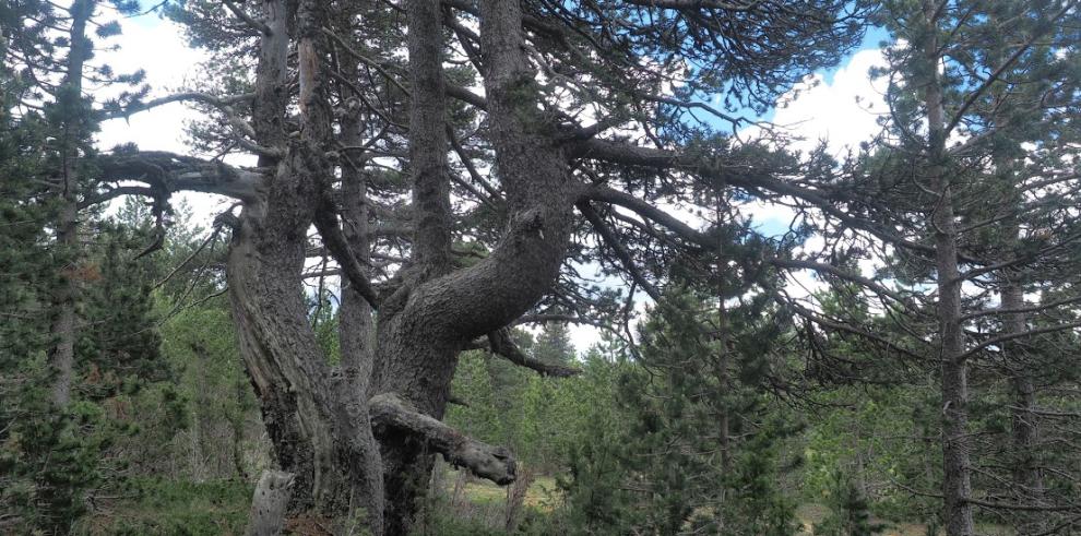 El pinar moro de la Sierra de Gúdar será la primera arboleda singular de Aragón