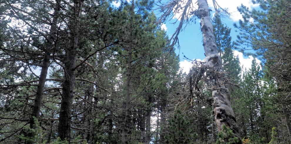 El pinar moro de la Sierra de Gúdar será la primera arboleda singular de Aragón