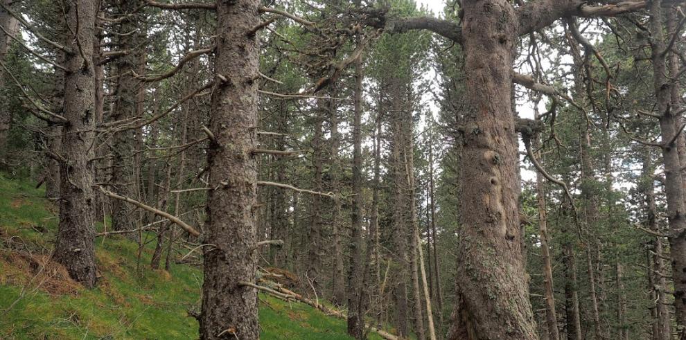 El pinar moro de la Sierra de Gúdar será la primera arboleda singular de Aragón