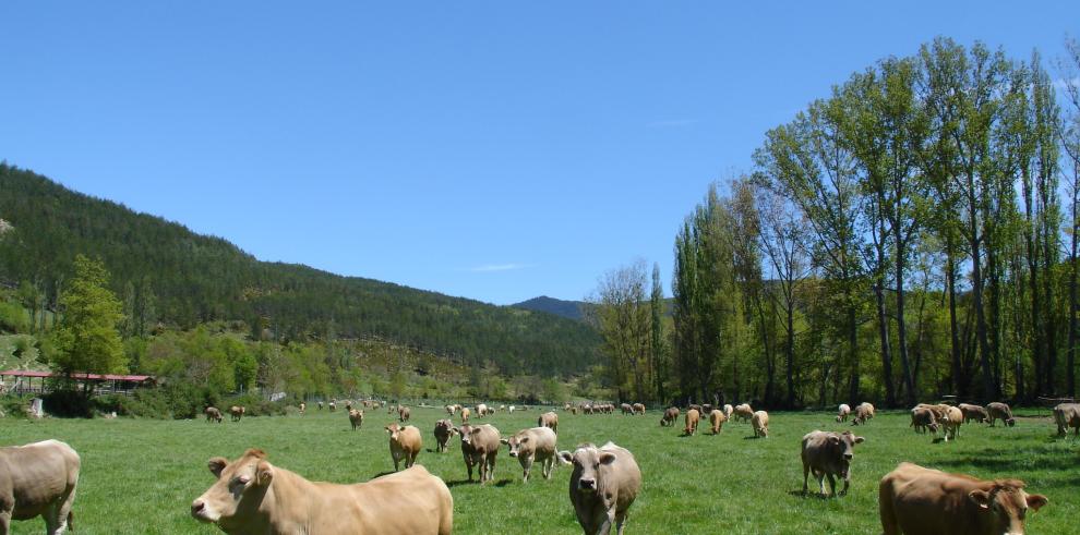 "La Garcipollera", la finca experimental del CITA, acoge dos jorndas técnicas previas a Expoforga