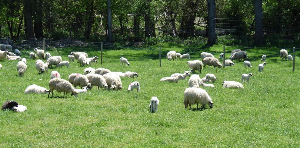 "La Garcipollera", la finca experimental del CITA, acoge dos jorndas técnicas previas a Expoforga