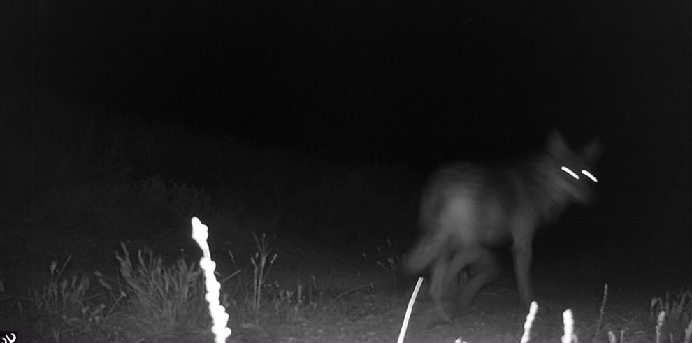 Desarrollo Rural registra la presencia de un lobo en los Monegros