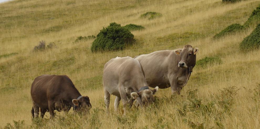 El Gobierno de Aragón paga 9,3 millones en ayudas a agricultores y ganaderos de zonas de montaña o desfavorecidas