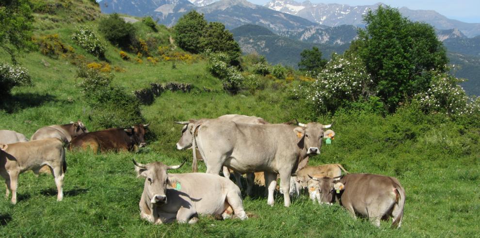 Participación del CITA en un proyecto europeo para mejorar la eficiencia productiva del ganado vacuno