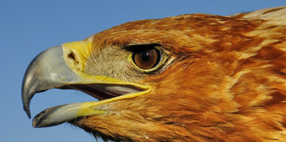 Un águila imperial herida es recogida por Agentes de Protección de la Naturaleza en Muel