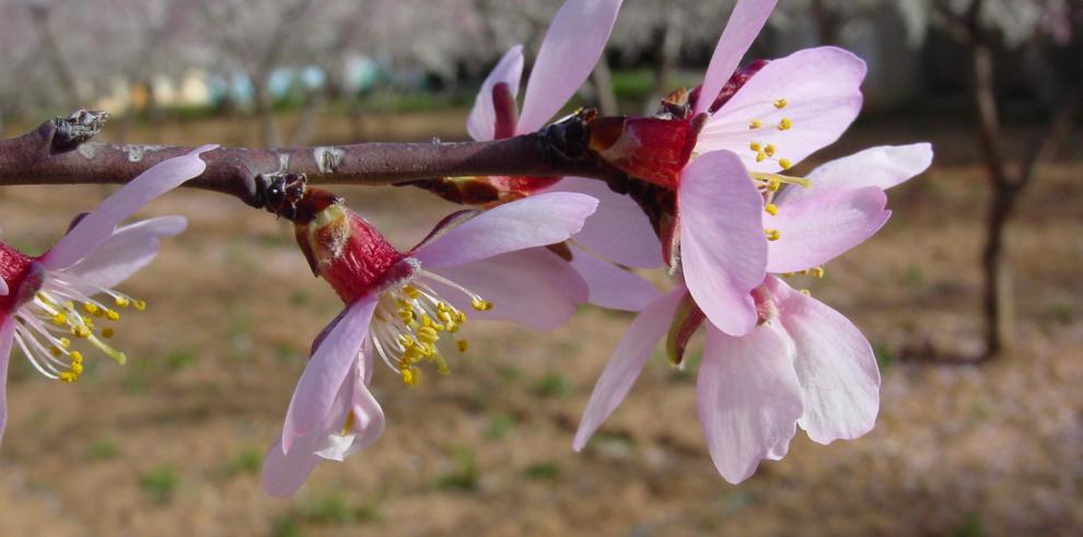 El CITA comparte en el Monasterio de Veruela sus conocimientos sobre el cultivo de almendro